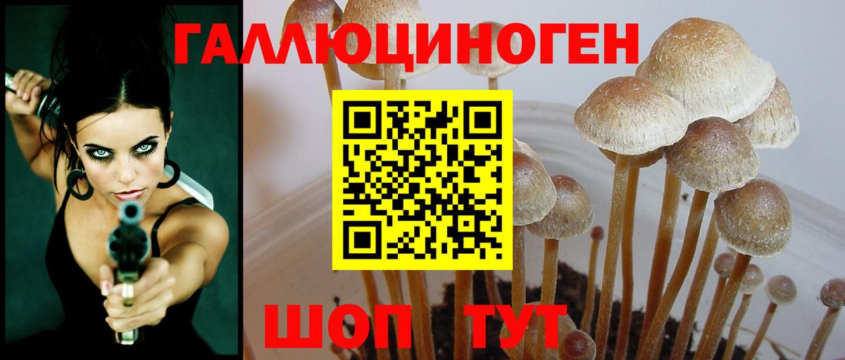 Белореченск  Псилоцибиновые грибы Psilocybine cubensis  Вход с VPN 